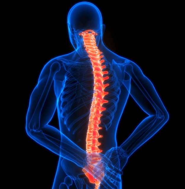 Spine